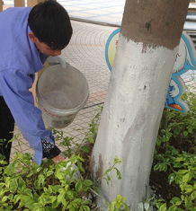 深圳公园内的树木进行防蚁工作